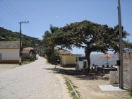 Figueira Laguna