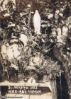 historicas-ribeirao (133)